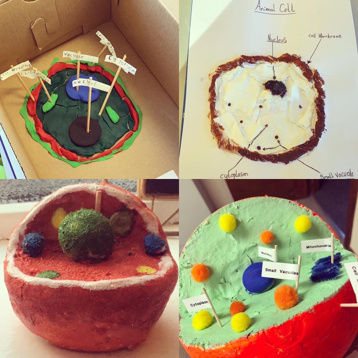 galwayetss's tweet image. Science week started a little early last Friday with first year students presenting their cell models #scienceweek #cellmodel #plantcell #animalcell #beingcreative #biologicalworld #juniorcycle