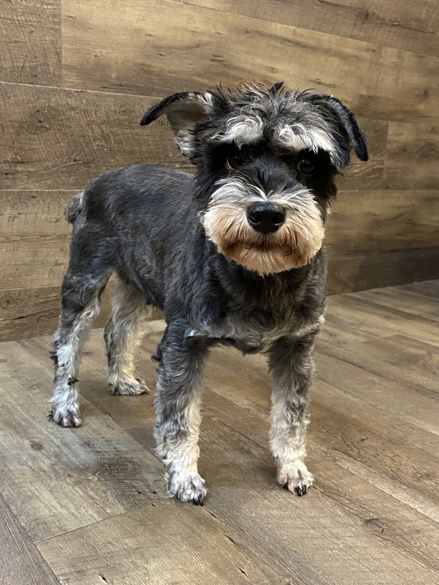 保護犬カフェ 鶴橋店 里親様募集中 クウ ﾐﾆﾁｭｱｼｭﾅｳｻﾞｰ 女の子 6歳 ちょっぴり引っ込み思案なクウちゃん ワンチャンとは相性があり 苦手な子には怒っちゃう事もあります 人へのアピールは控えめです笑 里親募集中 保護犬カフェ鶴橋店 保護犬 犬