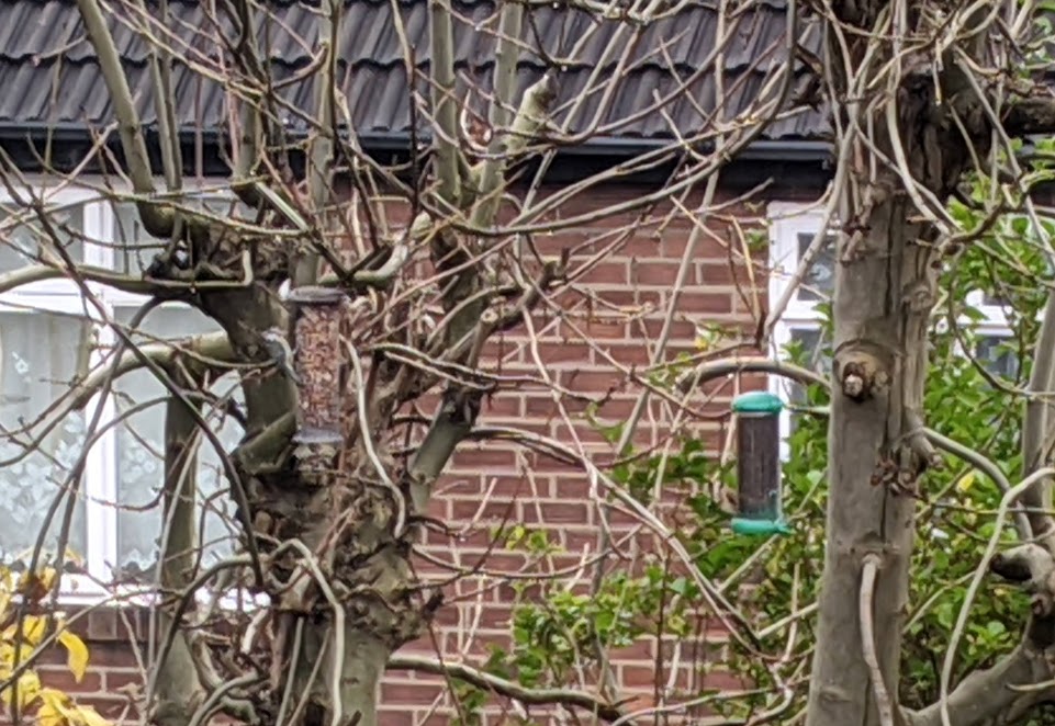 DBDThinks's tweet photo. How are you supposed to get any work done when #Goldfinches, #BlueTits, #GreatTits &amp; #LongTailedTits are sat on the bird feeders &amp; tweeting to the world about how much they are enjoying it? #MondayMotivation? #LoveAutumn https://t.co/SYNlM7JVyR
