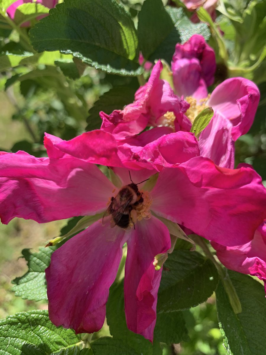 findinggg's tweet photo. @comfortzone_LG Beautiful. Iβll send you a π back π
#WorldBeesWeekend https://t.co/XIgoDLgEsn
