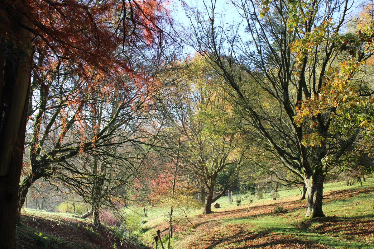 "Autumn days when the grass is jewelled" Mapperton Gardens are open Sunday to Thursday 11am to 5pm until December 17th.  Bring a picnic and enjoy our peaceful setting amongst the wonderful Autumn colours, £5 Winter Special Offer, buy tickets in advance via mapperton.com/online-booking…
