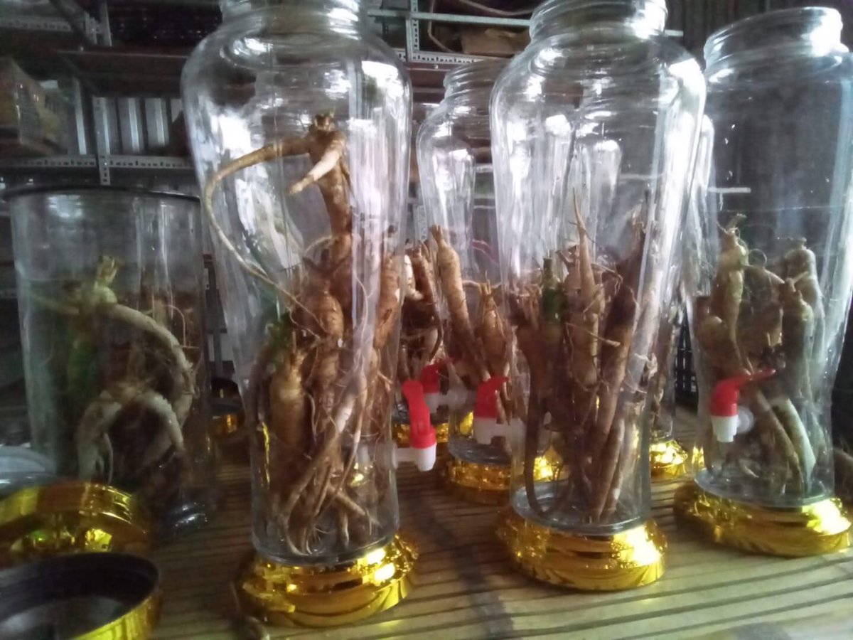 thanh_uu's tweet photo. Sâm ngâm riệu cho ngày Tết thật tuyệt https://t.co/Ywbwtt4KTz