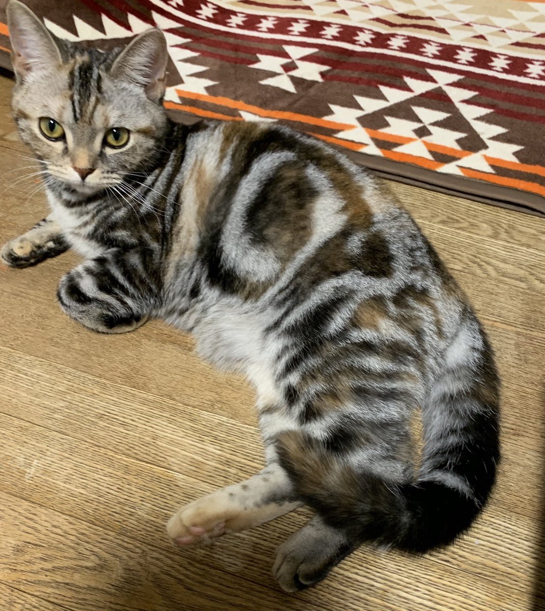 Twitter 上的 大切なこと メイ しゃん 猫 ネコ ねこ アメショー シルバーパッチドタビー T Co Ovlpu6risi Twitter