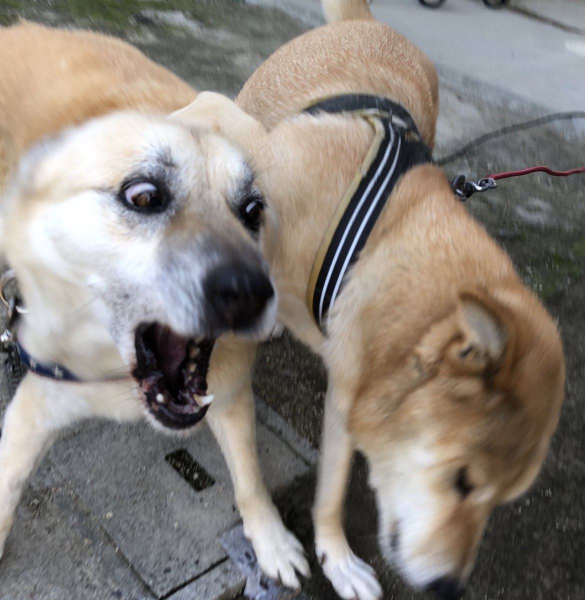 犬さん 同居している犬についガミガミしてしまいます どうすれば良いでしょうか Togetter 犬さん 同居している犬についガミガミしてしまいます どうすれば良いでしょうか Togetter