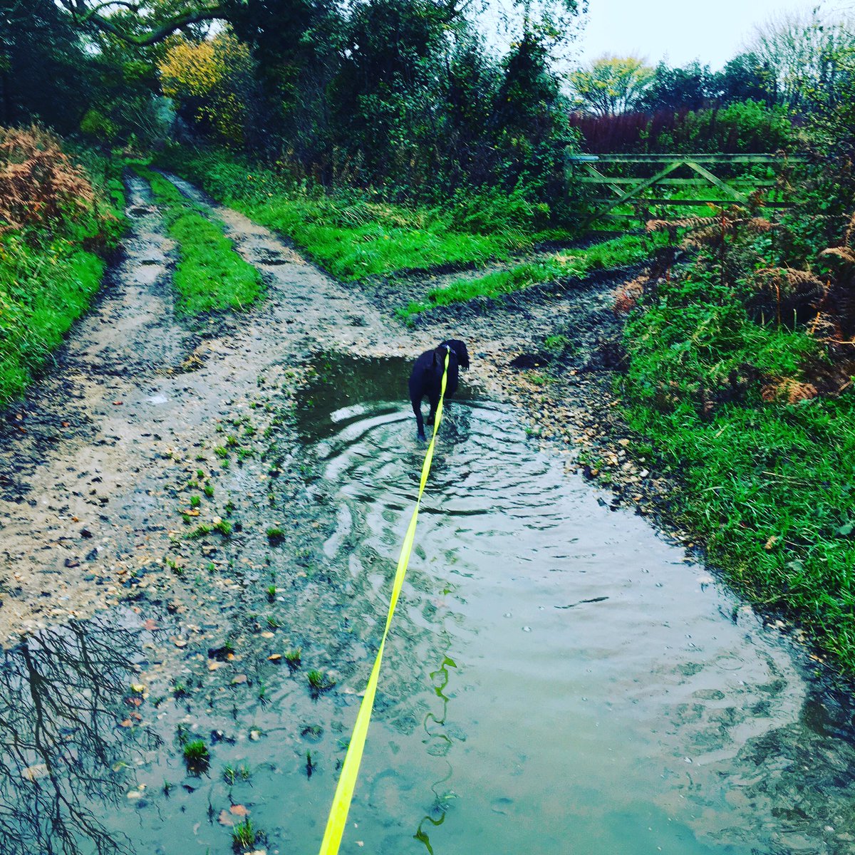 Throwmeabone2's tweet photo. Rain or shine #muddypuddles #mentalstimulation #rainorshine #rainyday #longleads #recalltraining #puddles #muddypaws #cockerspaniel #cockerspanielsoftwitter #dogsofinstagram #northnorfolk #countrylife #countryliving #countryside #dogwalking #dogwalker https://t.co/CKs2IV3d03