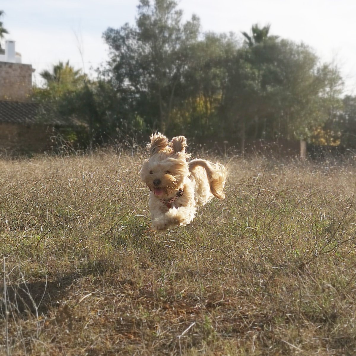 BlogDeUma's tweet photo. A por el lunes!!
#conmuchoanimo #atope #onfire #umisima #perraca #perros #FelizLunes #FelizLunesATodos https://t.co/ki9CRauyKB