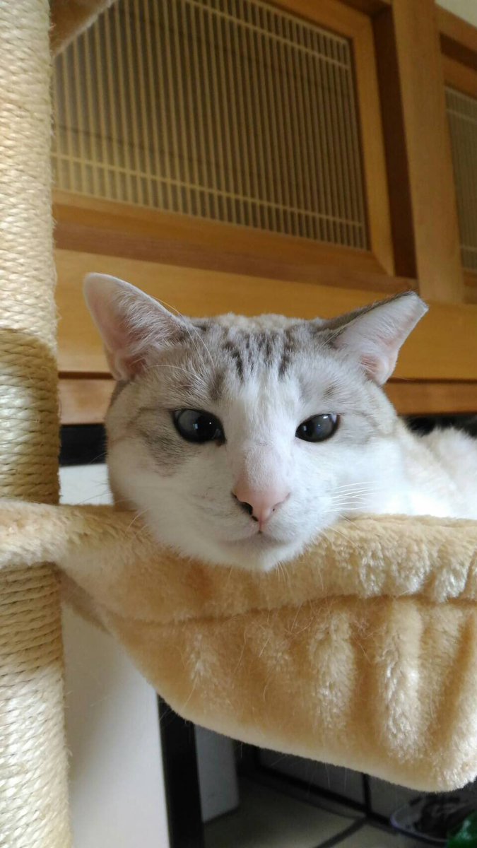 みや猫 Miyanekokoneko Twitter