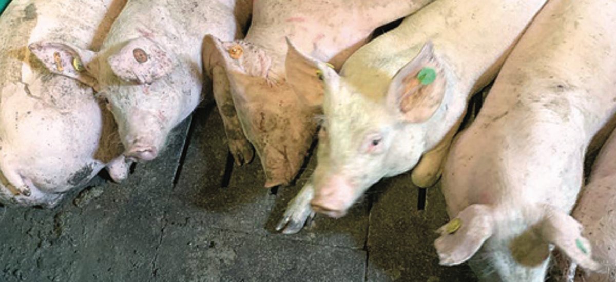 agriinsight's tweet photo. This is a comparative study of the efficacy of commercial #bivalentvaccines against #porcine circovirus type 2 and M. hyopneumoniae infections 👉🏽 https://t.co/6CBHecE13m
#mondaymanagement https://t.co/arq6ye34uG