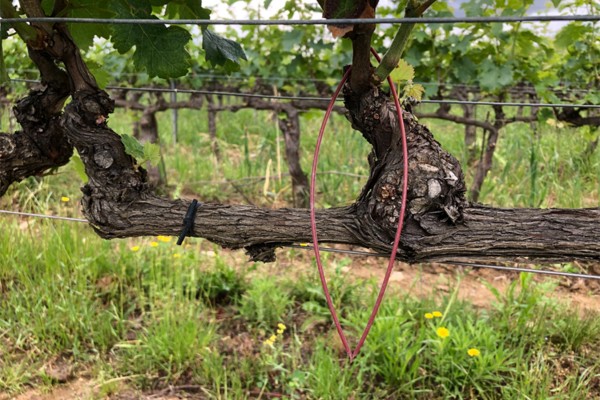 vinetsociete's tweet photo. Le salon @dionysud distingue trois nouveautés dans son Focus Innovation. #Vigne, #chai et étiquette : toute la chaîne de production est concernée ! 👉 https://t.co/m5LniWsHUQ #Innovation @lv_vitisphere https://t.co/KpPvjI038X