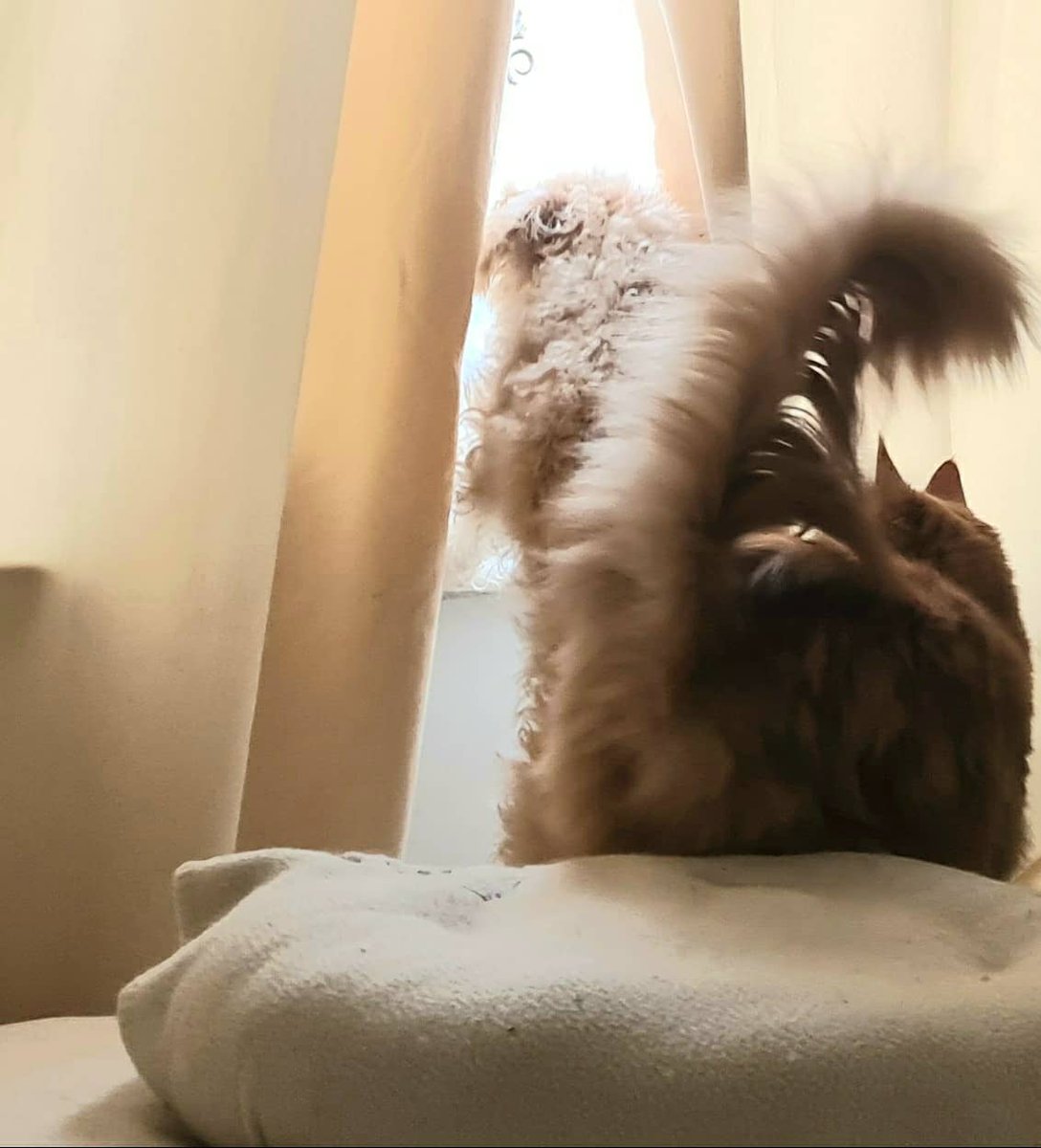 GinormousJoe's tweet photo. TOM It's daylight out there, time for breakfast. How we gonna wake mum?
ARTHUR  I'll go press my nose in her face, that normally works. 
#cast of #theginormousseries 
#ChildrensBooks #kidsbooks
https://t.co/qsC0dzkovg  #MondayMorning #catsanddogs #cats #dogs #mainecoon #choodle https://t.co/BLYodwsnrJ