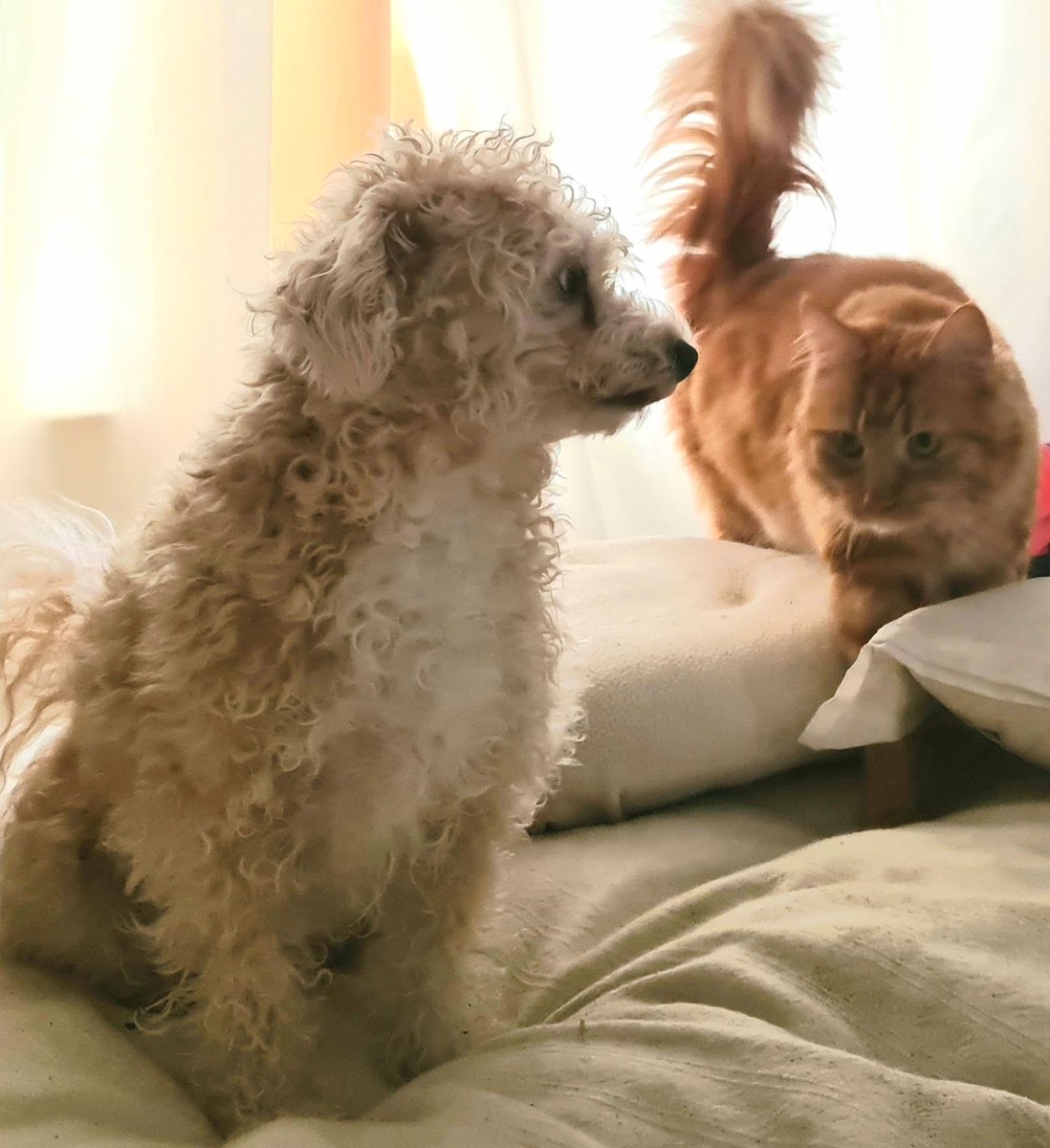 GinormousJoe's tweet photo. TOM It's daylight out there, time for breakfast. How we gonna wake mum?
ARTHUR  I'll go press my nose in her face, that normally works. 
#cast of #theginormousseries 
#ChildrensBooks #kidsbooks
https://t.co/qsC0dzkovg  #MondayMorning #catsanddogs #cats #dogs #mainecoon #choodle https://t.co/BLYodwsnrJ