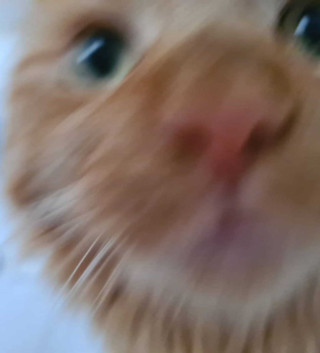 GinormousJoe's tweet photo. TOM It's daylight out there, time for breakfast. How we gonna wake mum?
ARTHUR  I'll go press my nose in her face, that normally works. 
#cast of #theginormousseries 
#ChildrensBooks #kidsbooks
https://t.co/qsC0dzkovg  #MondayMorning #catsanddogs #cats #dogs #mainecoon #choodle https://t.co/BLYodwsnrJ