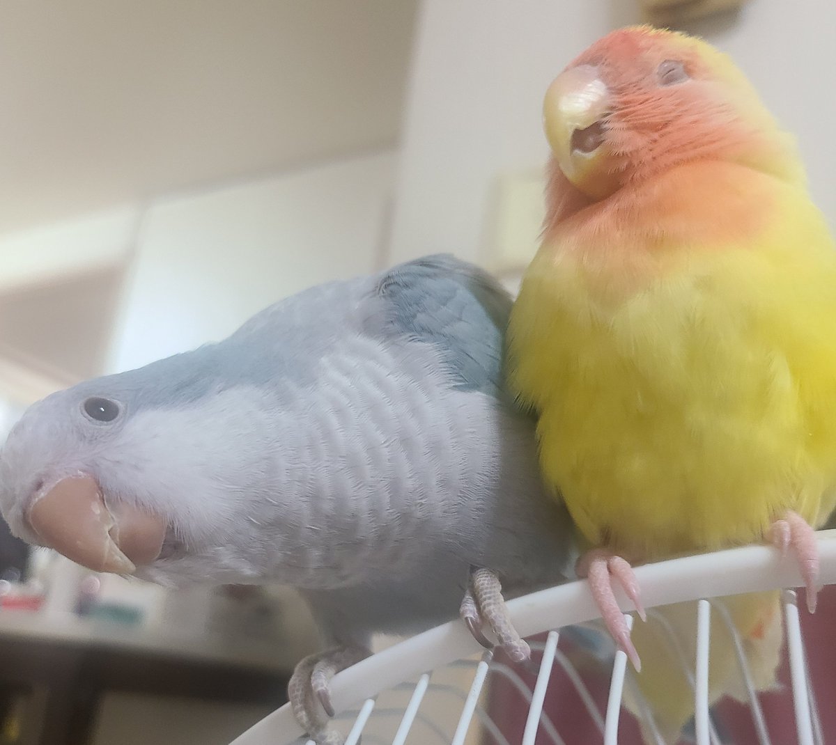 살구야 뭘 보는거야😂