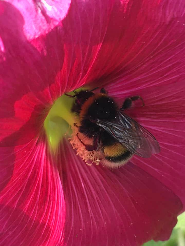 ct2ca's tweet photo. @findinggg @comfortzone_LG Can I sneak one in, too? Let's just pretend it's not Monday and think about these cool pollinators #WorldBeesWeekend https://t.co/9ED8IvHs3f