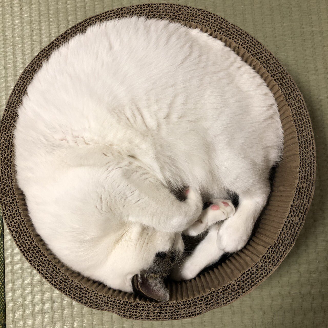 Twitter এ 深谷かほる 夜廻り猫 8巻 おばんです もぉ ふゆだない こもりねこです では こもりうたですよ なめらかなうつくしいこえをごそうぞうください 夢でもし逢えたら 素敵なことね えええ あなたに逢えるまで 眠り続けたい シリア ポール 夢で逢え