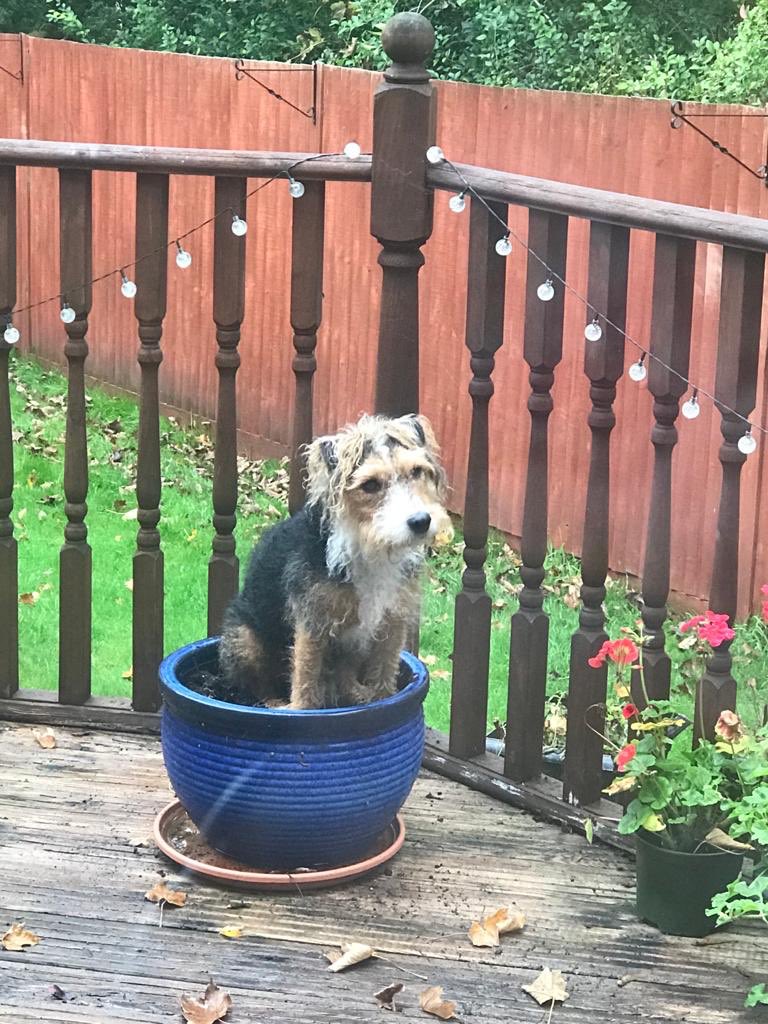 TylrsGuesthouse's tweet photo. Anybody know what to do when your dog is #potbound? https://t.co/5XfkXVtccI