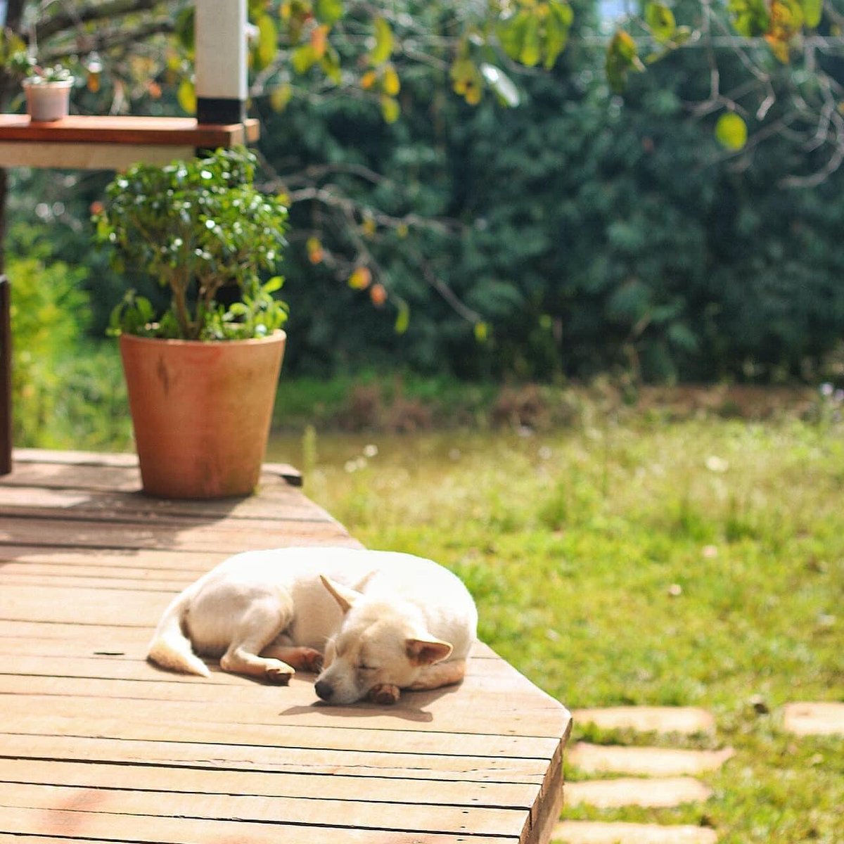 YourVietnamOrg's tweet photo. Come to #DaLat to live with you. We'll be in peace together. 🍃

Cre: Tran Minh Hiếu

#yourvietnam #vietnam #travel #yourvietnamorg https://t.co/o3Hq3lYqQv