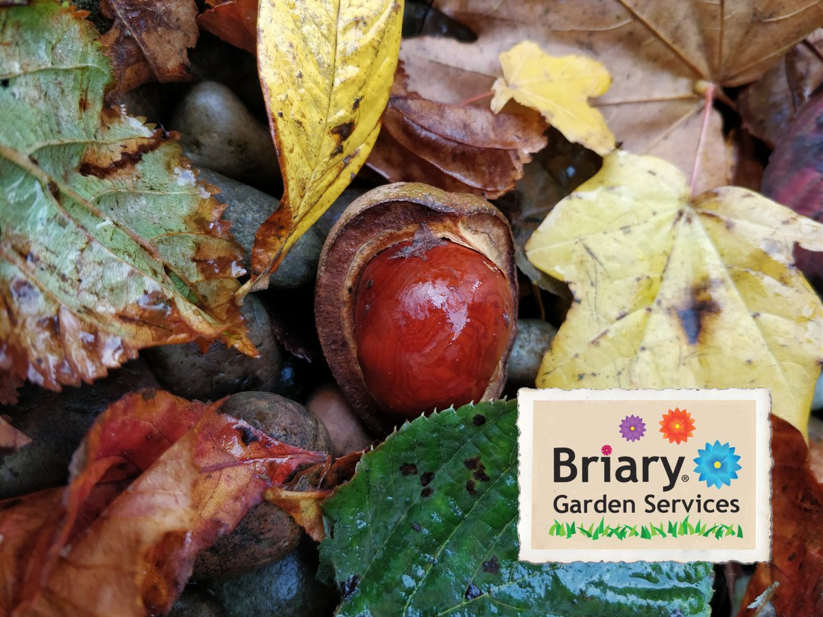 briary's tweet photo. It's not too late to get your garden ready for winter. Visit our website to find your local Briary Gardener https://t.co/QFyptj3Tlc #gardening #autumnleaves https://t.co/Pfj6ChhwoB