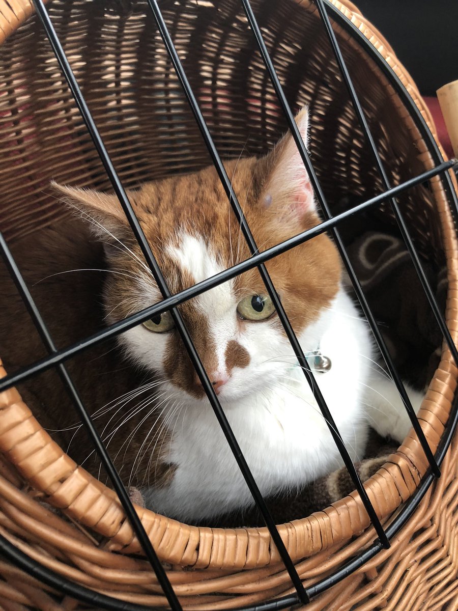 JoanneMGrant's tweet photo. Monday started off with a trip to the vet for #editorkitty - just for his boosters and check-up #notimpressed But he was rewarded with tuna when we got home 😻 Every cloud and all that! How’s your Monday going? #MondayMorning https://t.co/5dotzRbdZW
