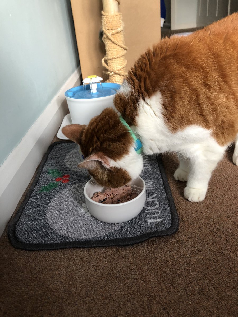 JoanneMGrant's tweet photo. Monday started off with a trip to the vet for #editorkitty - just for his boosters and check-up #notimpressed But he was rewarded with tuna when we got home 😻 Every cloud and all that! How’s your Monday going? #MondayMorning https://t.co/5dotzRbdZW
