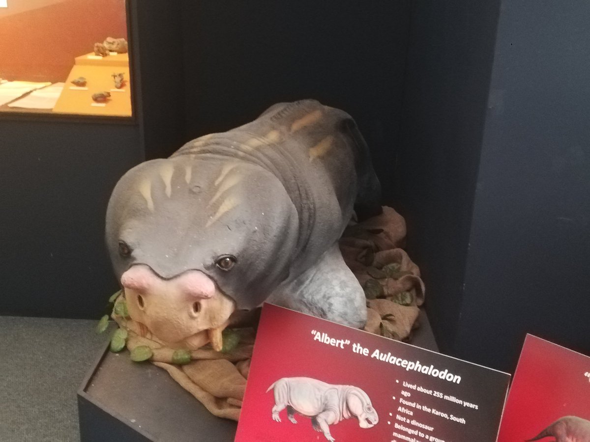 kuzim_za's tweet photo. Some friends i visited this morning at the @ESI_FossilLab, James Kitching fossil gallery . #therapsids #australopithecussediba https://t.co/SwdwyFrIkq