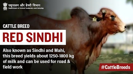 Dept_of_AHD's tweet photo. #RedSindhi is a heat-tolerant milch #CattleBreed with a high genetic potential for #MilkProduction. The breed is of distinct red color, with shades varying from dark red to light, and have a rounder body with curved horns.
#AnimalWealth #IndianCattle #Unite2FightCorona https://t.co/dAFRS8LuXc