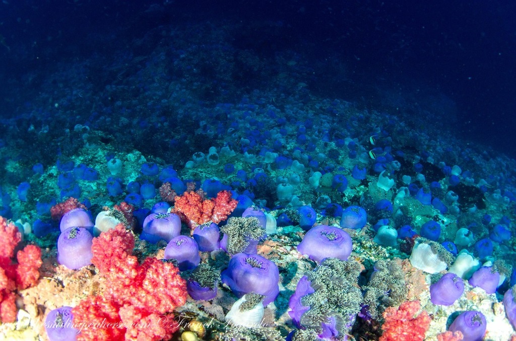 SmilingSeahorse's tweet photo. Anemone city! Black Rock is covered with anemones. These creatures are animals and eat fish! 😲
.
.
.
#DivingMyanmar #ILoveDiving #MerguiArchipelago #uwphotography #underwaterphotography #scubadiving #sealife #divingboard #lonelyplanet #tr… https://t.co/XIgkD98HvK https://t.co/j4W9kgHsuf