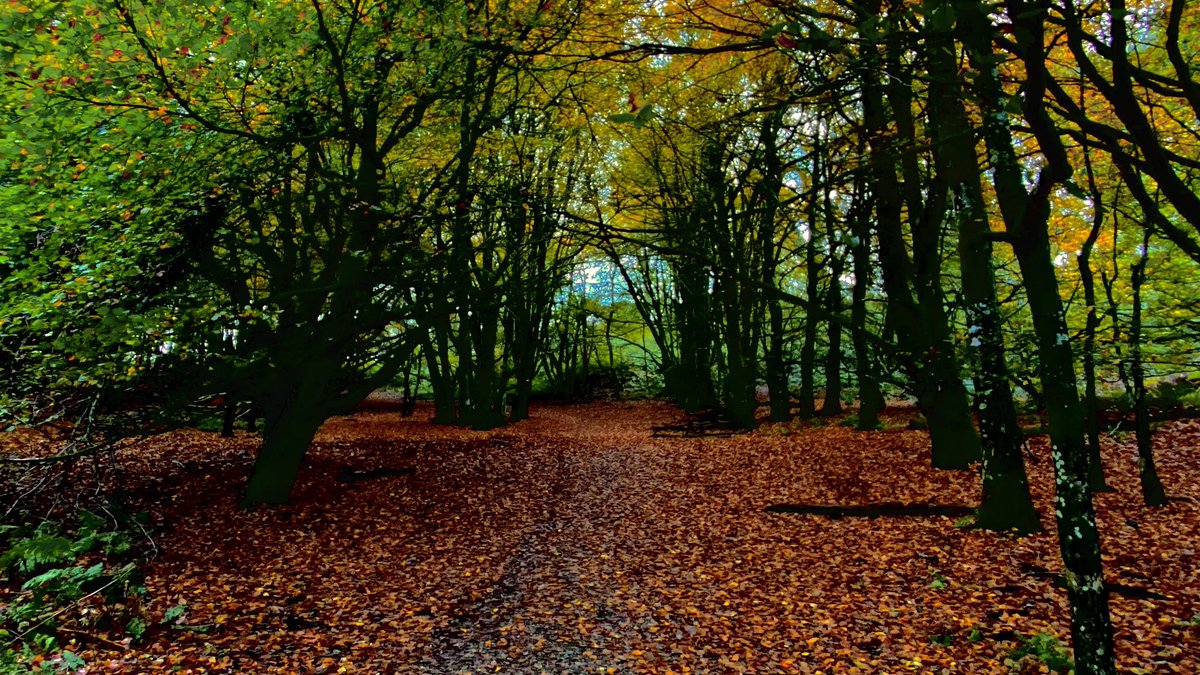 AledHall's tweet photo. Dim ond diwrnod arferol o hydref a’i liwie pert yng nghefen gwlad Sir Gâr.
Sdim ishe gwell bois bach👌🏼 #hyfref #natur #bywynywlad
Only your average day in the countryside of Carmarthenshire on an autumn’s day with it’s colours👌🏼
#nature #autumn
@ItsYourWales 🏴@S4Ctywydd https://t.co/r8JzLdU34c