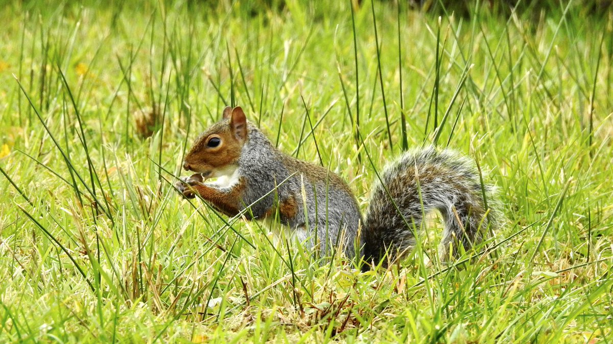 AledHall's tweet photo. Dim ond diwrnod arferol o hydref a’i liwie pert yng nghefen gwlad Sir Gâr.
Sdim ishe gwell bois bach👌🏼 #hyfref #natur #bywynywlad
Only your average day in the countryside of Carmarthenshire on an autumn’s day with it’s colours👌🏼
#nature #autumn
@ItsYourWales 🏴@S4Ctywydd https://t.co/r8JzLdU34c
