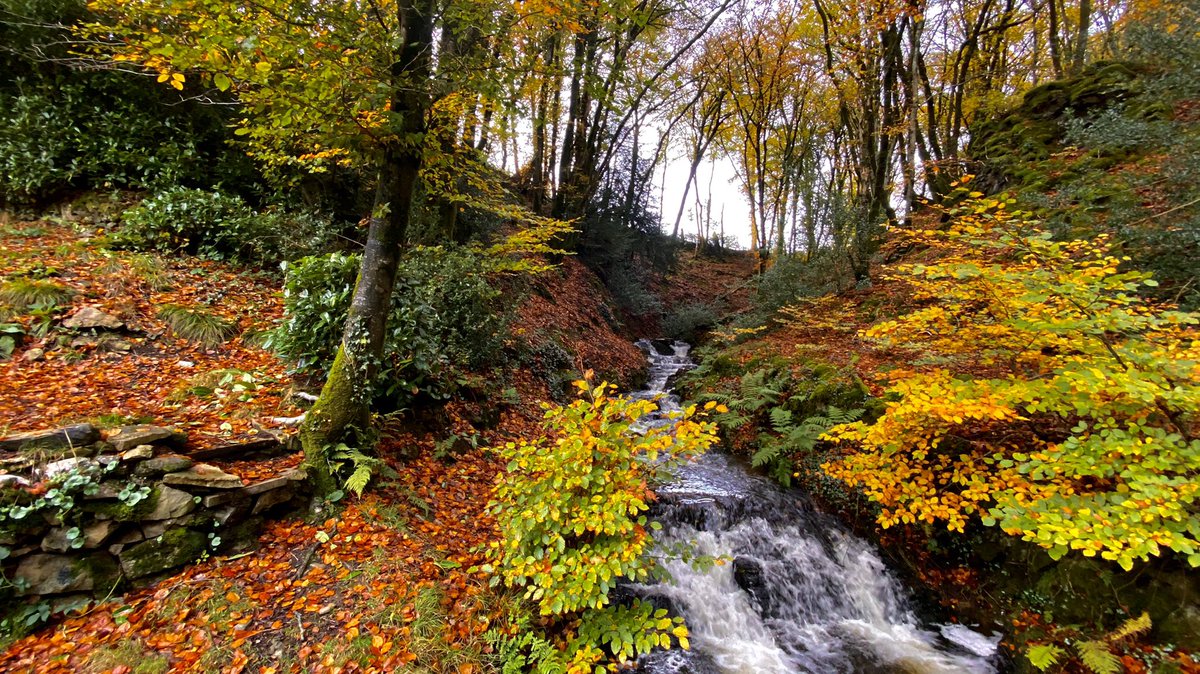 AledHall's tweet photo. Dim ond diwrnod arferol o hydref a’i liwie pert yng nghefen gwlad Sir Gâr.
Sdim ishe gwell bois bach👌🏼 #hyfref #natur #bywynywlad
Only your average day in the countryside of Carmarthenshire on an autumn’s day with it’s colours👌🏼
#nature #autumn
@ItsYourWales 🏴@S4Ctywydd https://t.co/r8JzLdU34c