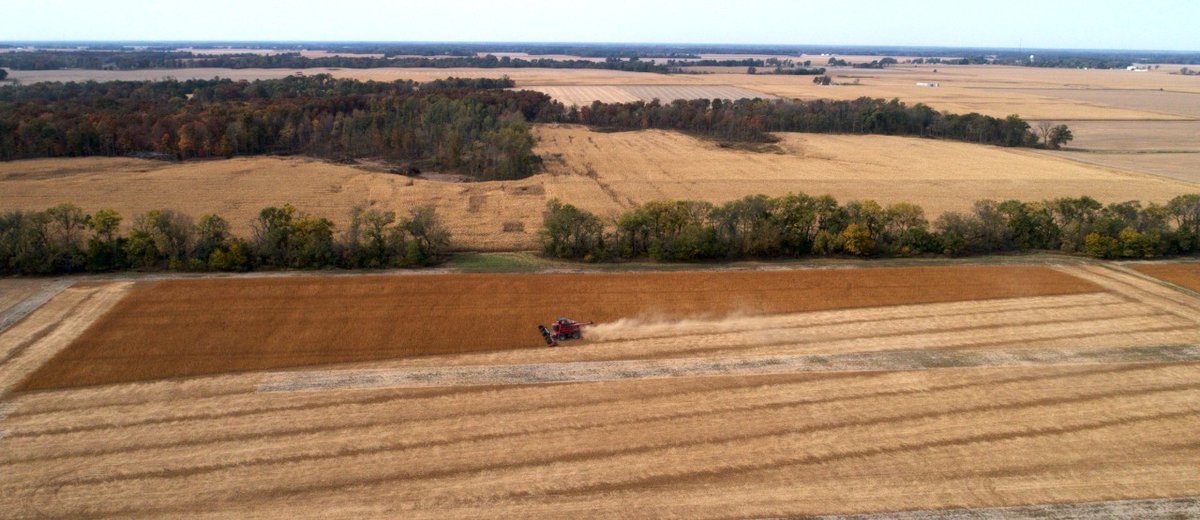 mmarianiv's tweet photo. #Verdeca🌱🚜 
Cosechando en Estados Unidos! Nuestras variedades de soja HB4® en plena cosecha en USA. 
-
Harvest on Track! Our HB4® varieties are being harvested in the US!

#HB4Soybean #HB4Technology #USA #Argentina #Soja #Cosecha #Agro #agtech https://t.co/6bXWEYjNoL