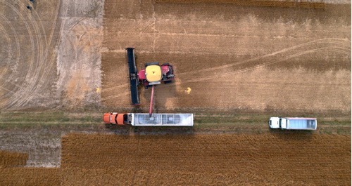 mmarianiv's tweet photo. #Verdeca🌱🚜 
Cosechando en Estados Unidos! Nuestras variedades de soja HB4® en plena cosecha en USA. 
-
Harvest on Track! Our HB4® varieties are being harvested in the US!

#HB4Soybean #HB4Technology #USA #Argentina #Soja #Cosecha #Agro #agtech https://t.co/6bXWEYjNoL