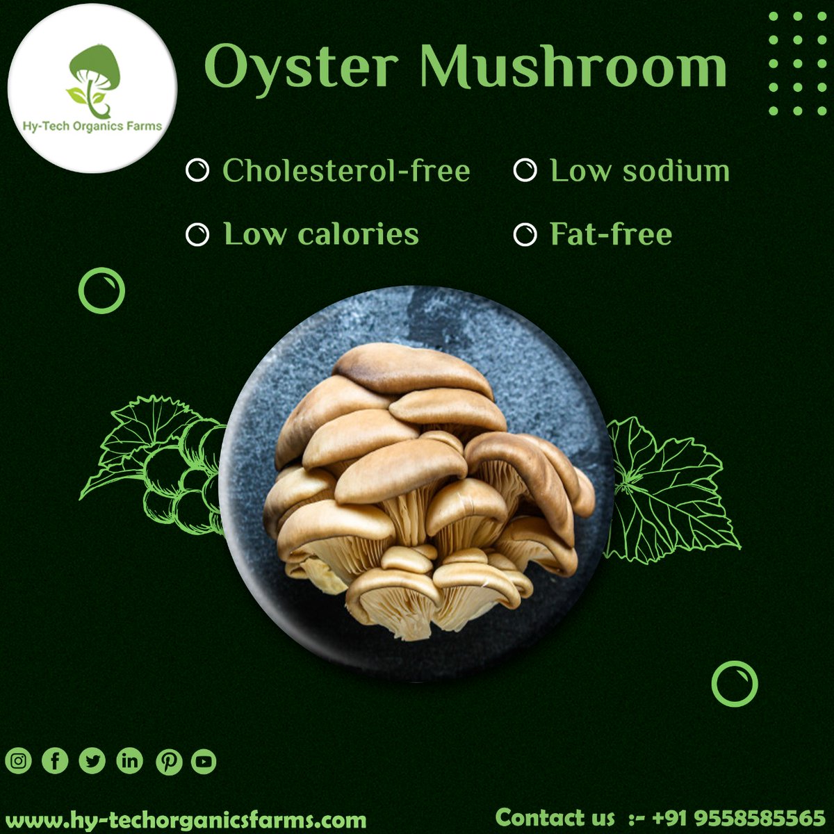 HyTechMushroom's tweet photo. Oyster mushrooms is cholesterol-free, fat-free, they have low sodium as well as low calories. Don't you think you can eat this.
~To buy mushrooms call us.

#oystermushroom #oyster #mushroom #mushroomingujarat #mushroominahmedabad #buyoystermushroom #buymuahroom #mushroomfarming https://t.co/QJFA9QuNqG