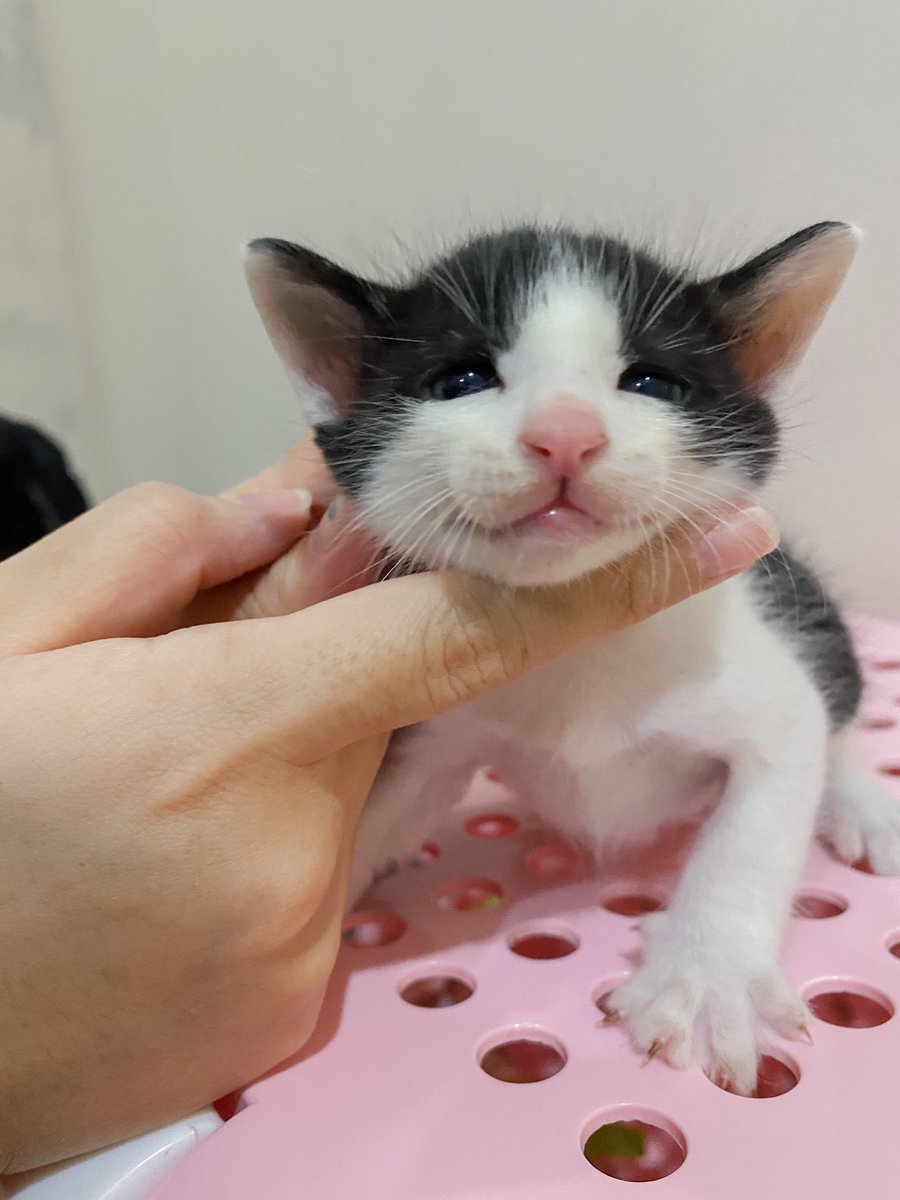 หนูนิดมีน้องเป็นโหล tweet media