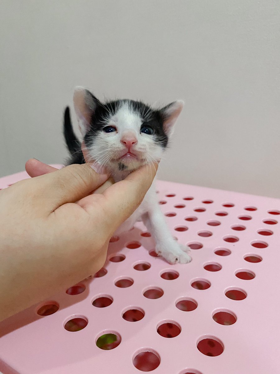 หนูนิดมีน้องเป็นโหล tweet media