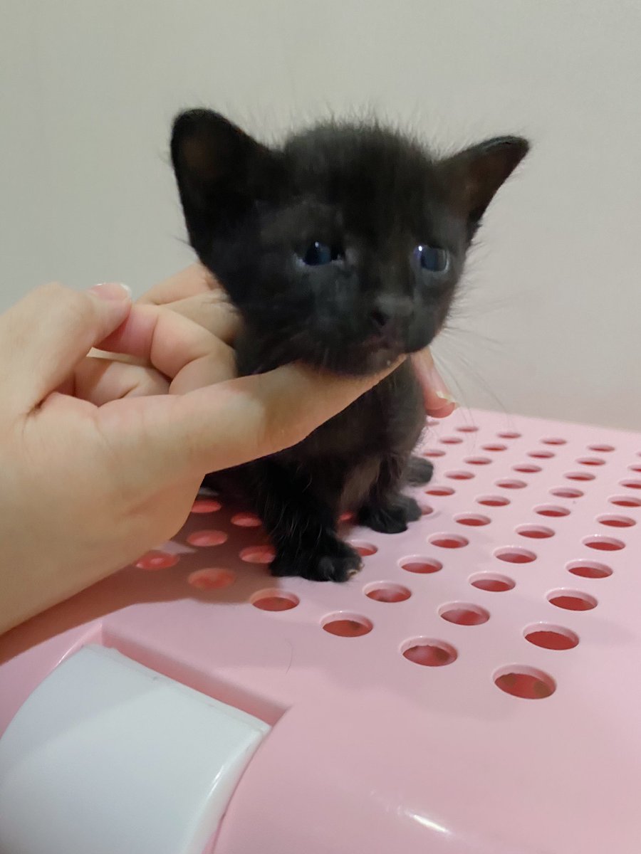 หนูนิดมีน้องเป็นโหล tweet media
