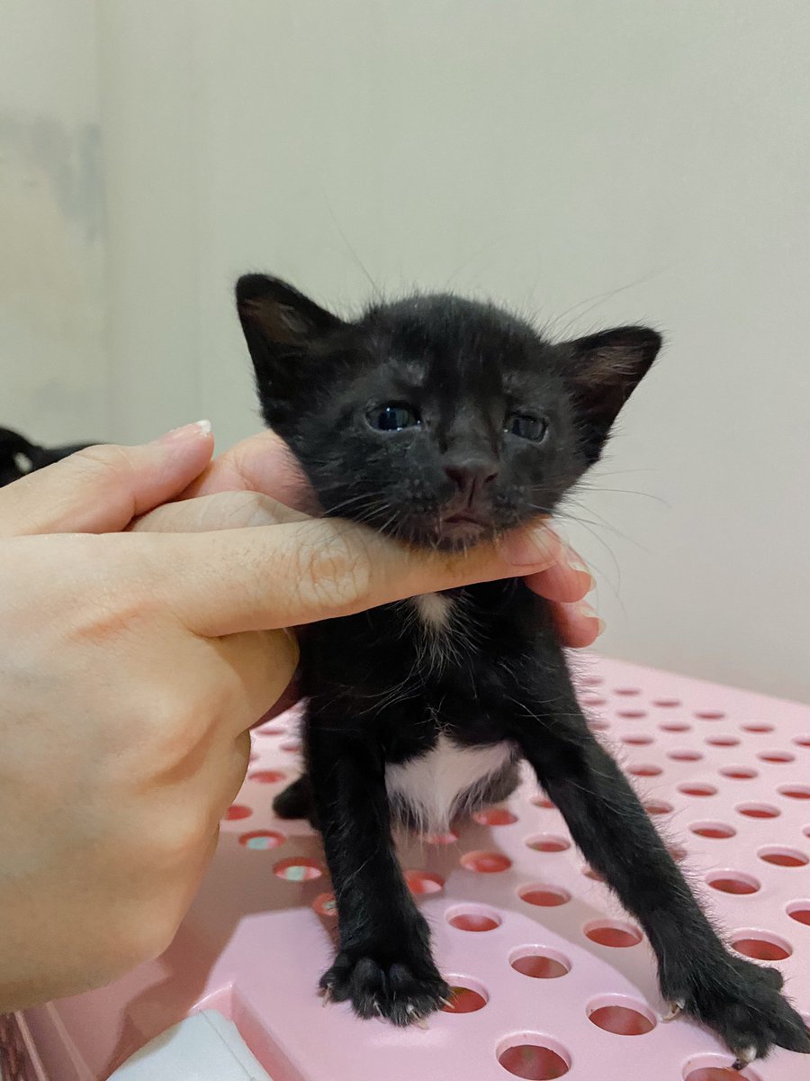 หนูนิดมีน้องเป็นโหล tweet media