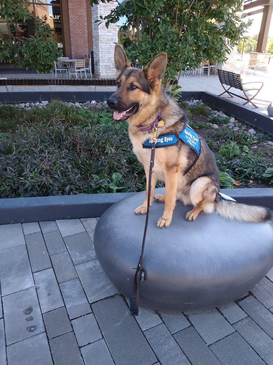 ASThaler's tweet photo. @FirstFamilyDogs @JoeBiden Guiding Eyes pup in training Reed is sitting proud to have pointy ears headed to the White House with his wonderful people. Congrats to all. https://t.co/bcpnidKbLk
