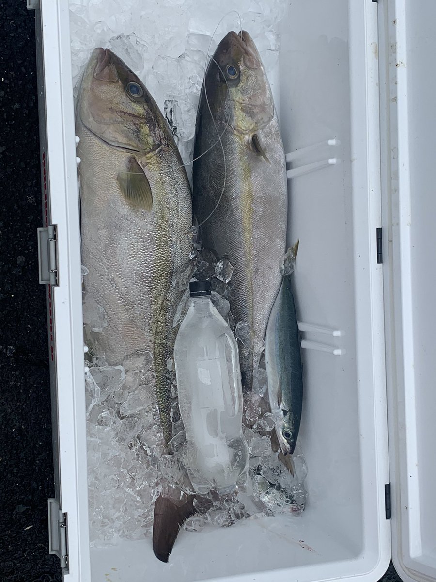 めだかっち 本日の釣果 11 7 8 八丈島 船五目釣り 初日 ミヨシに釣座を構えたら出港してすぐに船酔い 船 が小さく激しく揺れるミヨシでコマセをシャクる気がしなくひたすらムロアジを泳がせ デロデロな気分の中 カンパチゲット コマセもやったけど