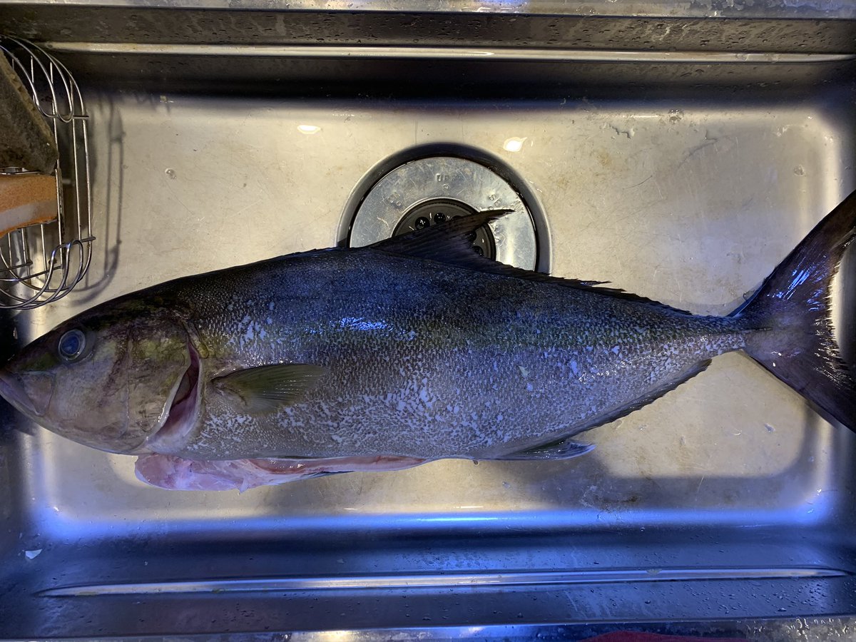 めだかっち 本日の釣果 11 7 8 八丈島 船五目釣り 初日 ミヨシに釣座を構えたら出港してすぐに船酔い 船 が小さく激しく揺れるミヨシでコマセをシャクる気がしなくひたすらムロアジを泳がせ デロデロな気分の中 カンパチゲット コマセもやったけど