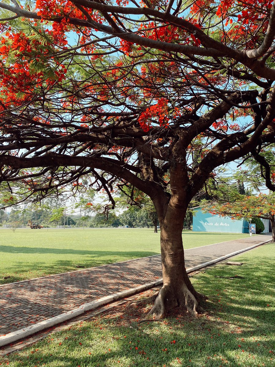 Bom dia nesse campus lindo ☀️❤️