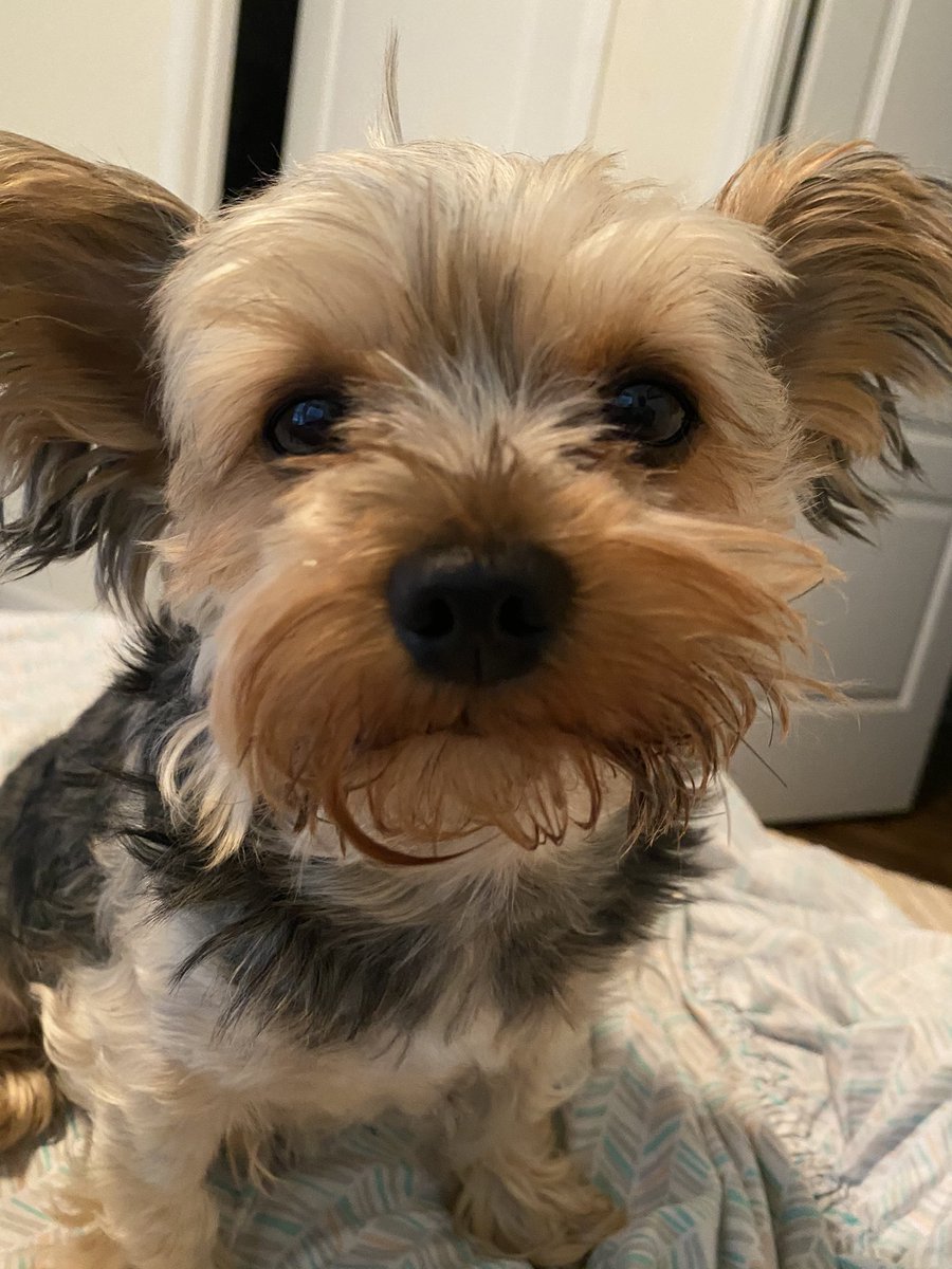 Dnmceo1's tweet photo. @First_Dogs_USA @DrBiden @NaomiBiden HI CHAMP &amp; MAJOR ITS KASSANOVA FROM DELAWARE 💙🐾💙🐾💙🐾💙🐾💙🐾🇺🇸🇺🇸🇺🇸🇺🇸BOUT TIME THE FIRST FUR FAMILY IS BACK WHERE YOU BELONG 💙🐾💙🐾💙🐾💙🇺🇸🇺🇸🇺🇸🇺🇸🇺🇸🇺🇸🇺🇸🇺🇸🇺🇸🇺🇸 It’s the “PEOPLES &amp;PETS HOUSE🐾🐾🐾🐾🐾” https://t.co/QfU3yqGFss
