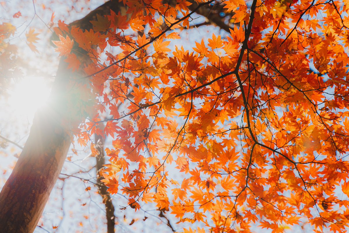 DaitaFilms's tweet photo. 📷⛰🍁紅葉真っ盛りの日光でパシャリ📸
#a7iii #tamron2875 #霧降の滝 #日光 #紅葉 #photography #photo #photograph #photographer #camera #写真好きな人と繋がりたい #東京カメラ部 #analogphotography #filmphotography #lovers_nippon https://t.co/f2K4Xw1utP