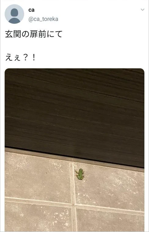 玄関前にカエルやクワガタがいたら注意？空き巣被害に遭うかも！