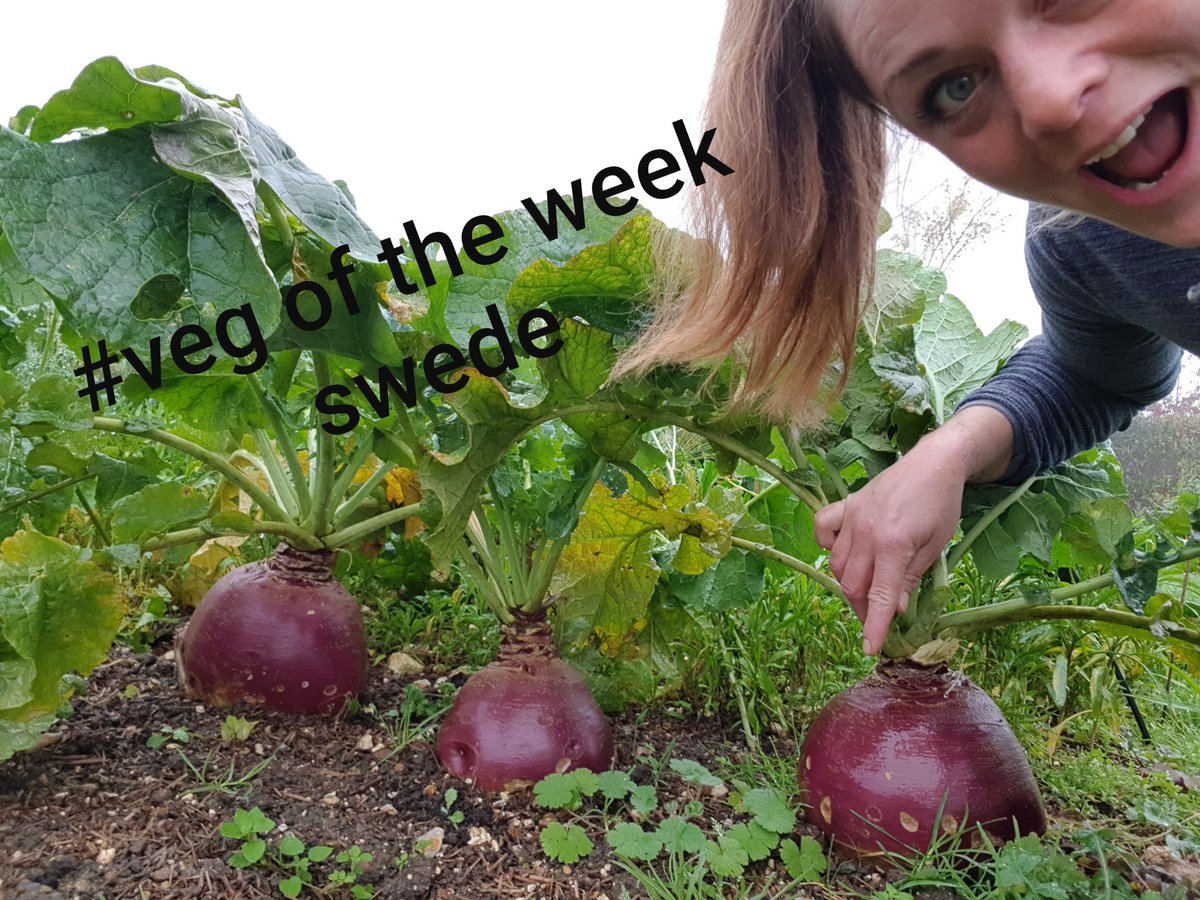 #vegoftheweek #Swede 
Sow in May and harvest from October, a great #wintervegetable