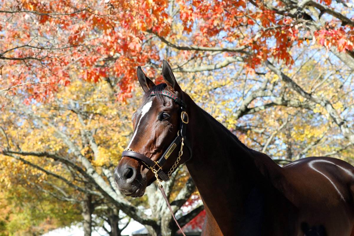 garykingTDN's tweet photo. Rushing Fall (More Than Ready) will be covered by #Galileo (@coolmorestud) after selling for $5.5 million at @FasigTiptonCo on Sunday. @theTDN https://t.co/xKJA9RqfgZ