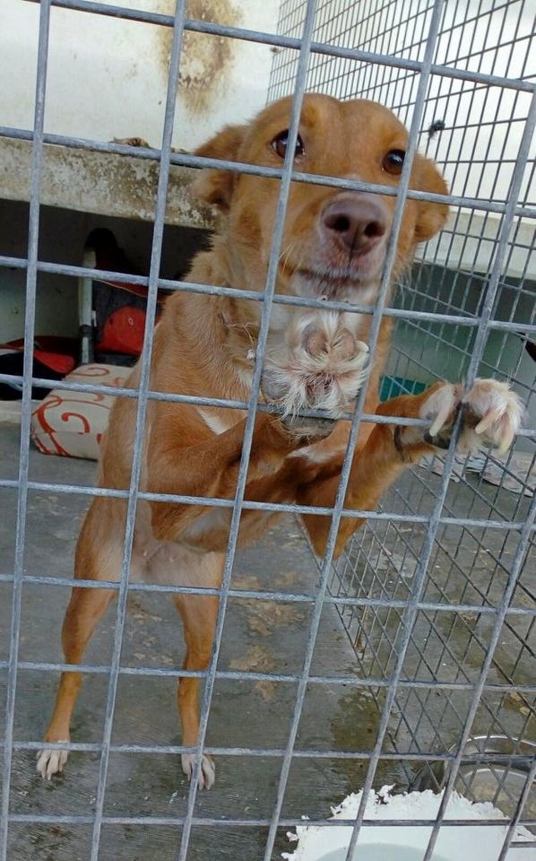 SosAbuelos1's tweet image. #CAPTUS (8 AÑITOS) SEVILLA
Vagaba sin rumbo por las calles, famélica y llena de parásitos. A día de hoy, está recuperada.
Es muy simpática, cariñosa y obediente, genial con niños y adultos y sociable con perros y gatos

Puede viajar
☎ 693859984