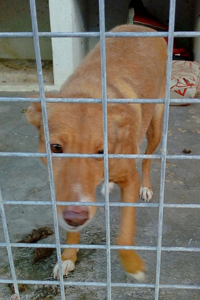 SosAbuelos1's tweet image. #CAPTUS (8 AÑITOS) SEVILLA
Vagaba sin rumbo por las calles, famélica y llena de parásitos. A día de hoy, está recuperada.
Es muy simpática, cariñosa y obediente, genial con niños y adultos y sociable con perros y gatos

Puede viajar
☎ 693859984