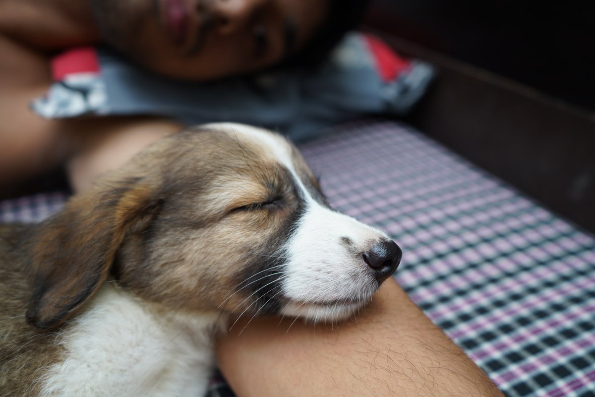 MypetBond.com tweet media