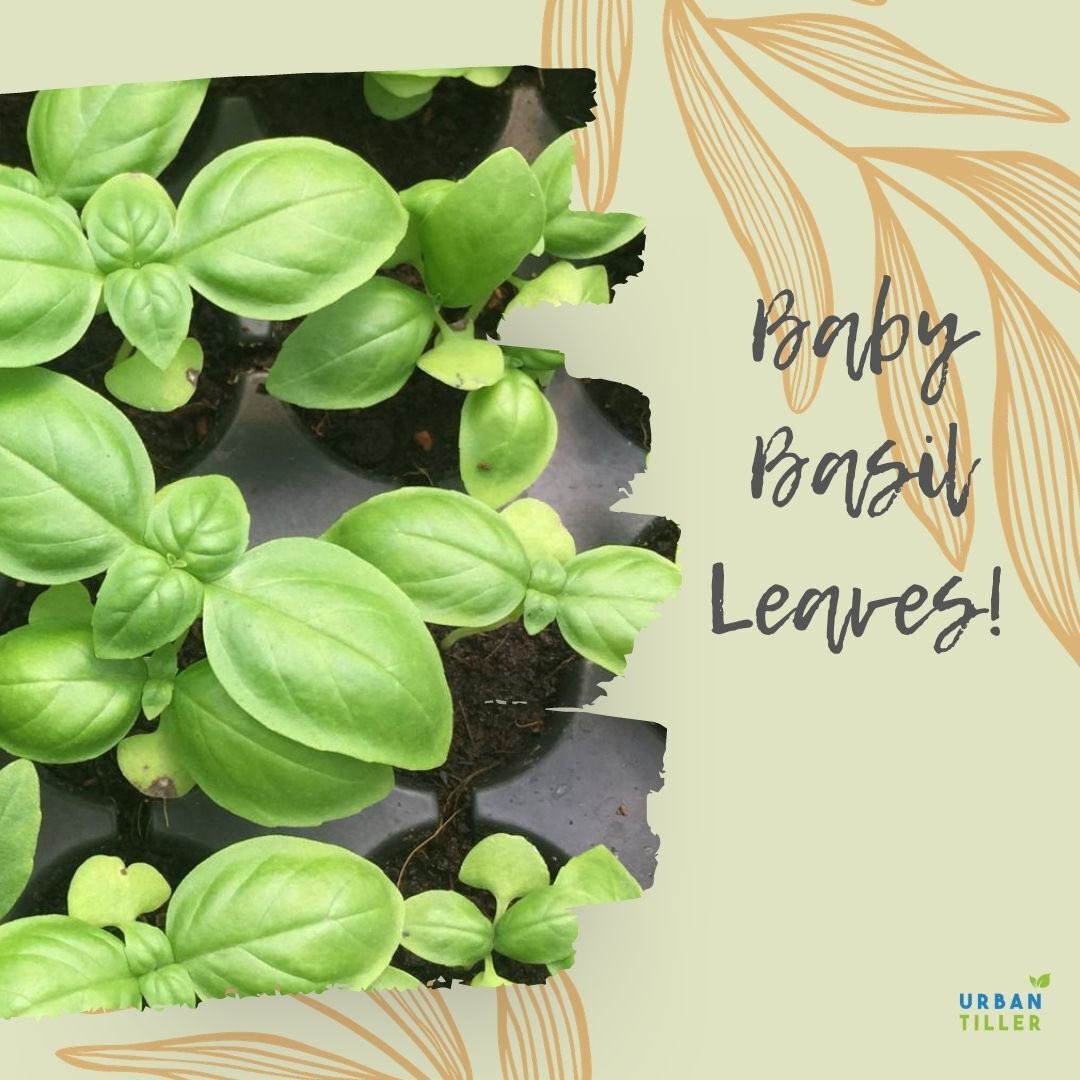 tiller_urban's tweet photo. Who needs rose petals when you have #basil leaves! It's the time for PESTO!!
#seedling #plant #salad #farm #cocopeat #soiless #roo #basilpesto #hydroponics #soilessfarming #sustainable #hyderabad #farmlife #urbantiller #fresh #Healthy #FarmFresh #eatlocal #urbantillerindia https://t.co/iJg66oqiH1